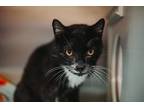 68136a Oden Domestic Shorthair Adult Male