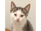 Smokie Domestic Shorthair Young Male