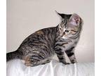 Rainy Domestic Shorthair Kitten Female