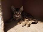 Jermaine Domestic Shorthair Kitten Male
