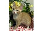 5/20 - Dear John Domestic Shorthair Kitten Male