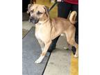 Adopt Charlie 23D-0126 a Bullmastiff, Great Dane