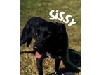 Sissy Mixed Breed (Medium) Adult Female