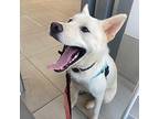 Bbobbi Jindo Puppy Male