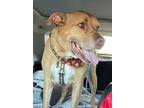 Adopt Bugsy a Pit Bull Terrier
