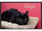 Abigail Domestic Shorthair Adult Female