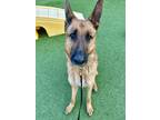 Kobe German Shepherd Dog Adult Male