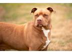 Adopt Martin a Pit Bull Terrier