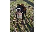 Adopt Charlie a American Staffordshire Terrier