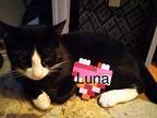 Luna Domestic Shorthair Kitten Female