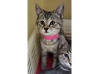 67479a Pennie-PetSmart North Charleston Domestic Shorthair Kitten Female