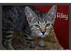 Riley Domestic Shorthair Kitten Male