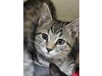 67481a Pierre-PetSmart North Charleston Domestic Shorthair Kitten Male