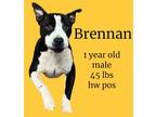 Adopt Brennan a Pit Bull Terrier