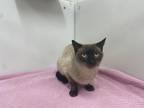 Sushi Siamese Adult Female