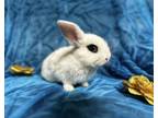 Adopt Red 1/2 off SALE a English Spot, Holland Lop