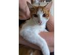 Adopt Creamsicle INDOOR ONLY a Domestic Short Hair
