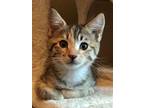 Pippa Domestic Shorthair Kitten Female