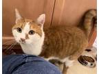 Cat-Cat Domestic Shorthair Young Female