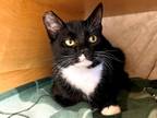 Trudy Domestic Shorthair Young Female