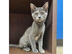 Iris Domestic Shorthair Kitten Female