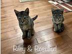 Rosebud Domestic Shorthair Kitten Female