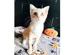 Caramel Apple Domestic Shorthair Kitten Female