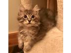 Percy Domestic Shorthair Kitten Male