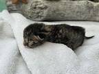 Ripley Domestic Shorthair Kitten Female