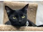 Layzie aka Pepper Domestic Shorthair Young Female