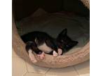 67047A Jollymon-PetSmart West Ashley Domestic Shorthair Kitten Male