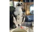 Adopt Ghost a Pigeon