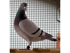 Adopt Phoenix a Pigeon