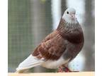 Adopt Pancake a Pigeon