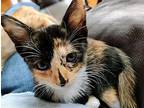 Ponderosa Domestic Shorthair Kitten Female