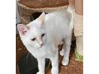 Snowball Domestic Shorthair Kitten Female