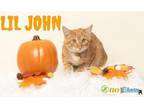 Lil John Domestic Shorthair Kitten Male