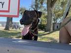 Ouiser Plott Hound Young Female