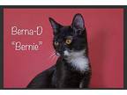 Berna-D Domestic Shorthair Kitten Male