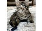 Sprite Maine Coon Kitten Female