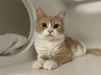 Luffy Domestic Mediumhair Kitten Male