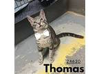 Thomas Domestic Shorthair Kitten Male