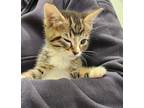 Chucky Domestic Shorthair Kitten Male