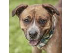 Adopt ROCKY a Australian Cattle Dog / Blue Heeler