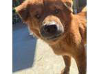 Adopt Hachi a Chow Chow