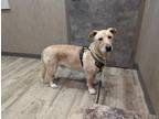 Adopt Porter a Labrador Retriever, Basset Hound