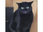 Adopt Midnight a Domestic Short Hair