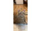 Adopt Paxton (bonded to Charlie Brown) a Domestic Short Hair, Tabby