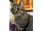 Adopt Charlie Brown (bonded to Paxton) a Domestic Short Hair