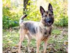Adopt Buster Rhymes a German Shepherd Dog
